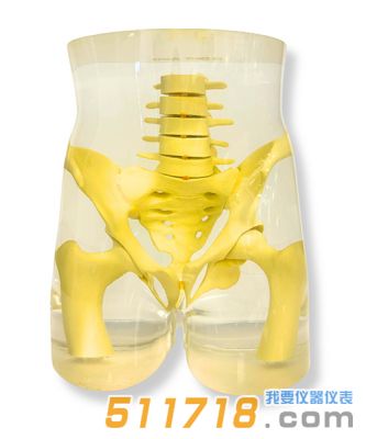 美國(guó)RSD RS-113T骨盆模體